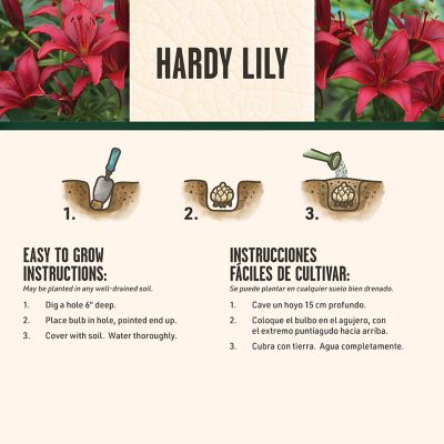 Image showing  Yellow Asiatic Lily 4 pk.