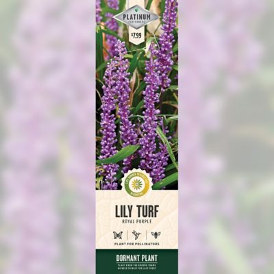 DeGroot Lily Royal Purple Liriope Muscari, 1 pk.