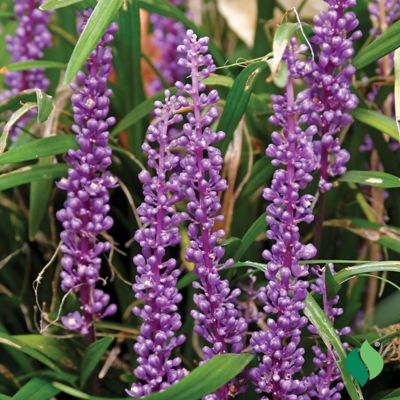 Image showing  Lily Turf Royal Purple, 1 pk.