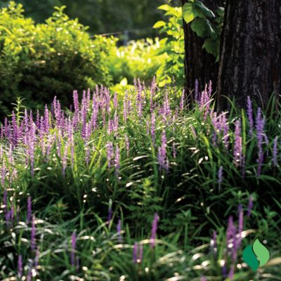 Image showing  Lily Turf Royal Purple, 1 pk.