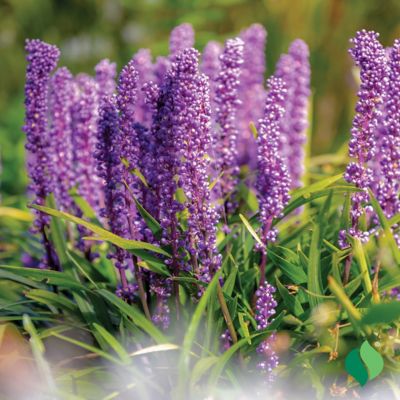 Image showing  Lily Turf Royal Purple, 1 pk.