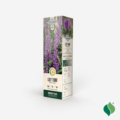 Image showing  Lily Turf Royal Purple, 1 pk.
