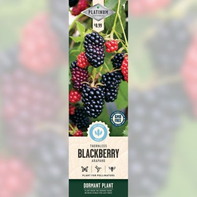 DeGroot Arapaho Blackberry, 1 pk.