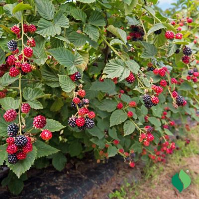 Image showing  Arapaho Blackberry, 1 pk.