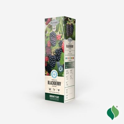 Image showing  Arapaho Blackberry, 1 pk.