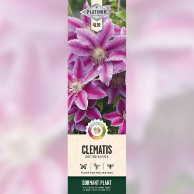 DeGroot Dr Ruppel Clematis 1 pk.