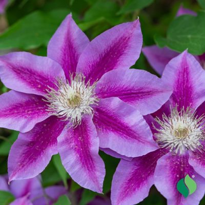 Image showing  Dr Ruppel Clematis 1 pk.