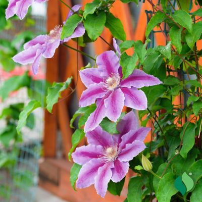 Image showing  Dr Ruppel Clematis 1 pk.