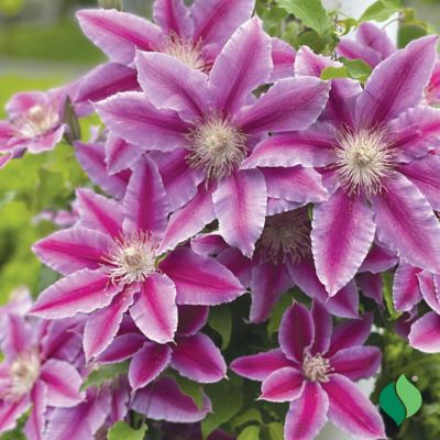 Image showing  Dr Ruppel Clematis 1 pk.