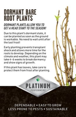 Image showing  Dr Ruppel Clematis 1 pk.