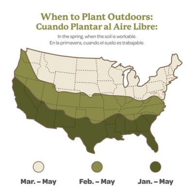 Image showing 8 th DeGroot Dr Ruppel Clematis, 1 pk.