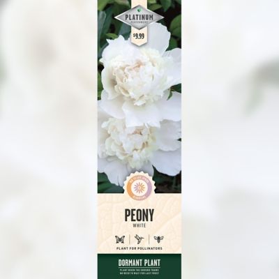 DeGroot White Peony, 1 pk.