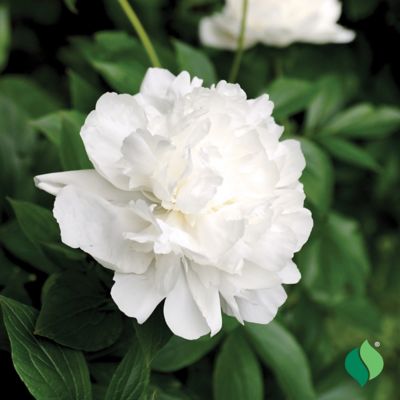 Image showing  White Peony, 1 pk.