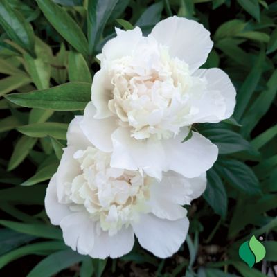 Image showing  White Peony, 1 pk.