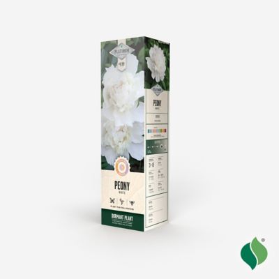 Image showing  White Peony, 1 pk.
