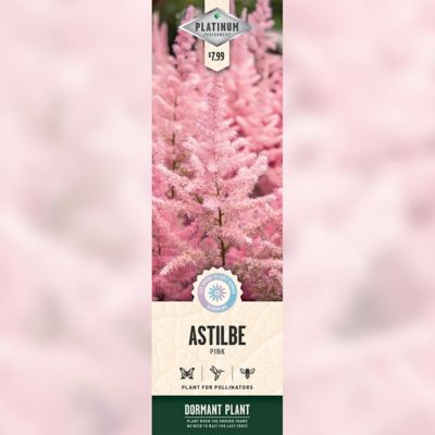 DeGroot Pink Astilbe 1 pk.