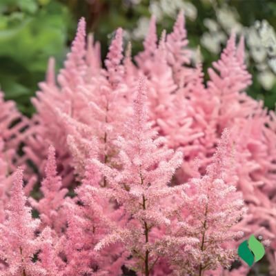 Image showing  Pink Astilbe 1 pk.