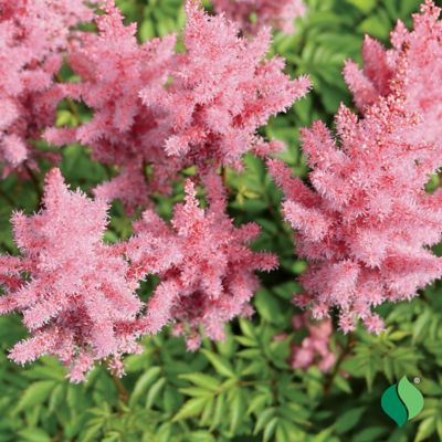 Image showing  Pink Astilbe 1 pk.