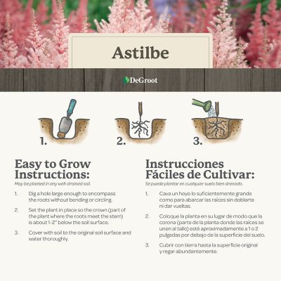 Image showing 5 th DeGroot Pink Astilbe, 1 pk.