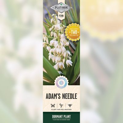 DeGroot Yucca Filamentosa, 2 pk.