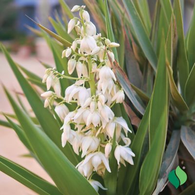 Image showing  Yucca Filamentosa, 2 pk.