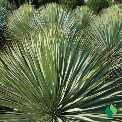 Image showing  Yucca Filamentosa, 2 pk.