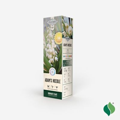 Image showing  Yucca Filamentosa, 2 pk.