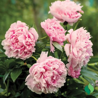Image showing  Pink Peony 1 pk.