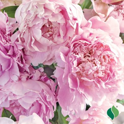 Image showing  Pink Peony 1 pk.