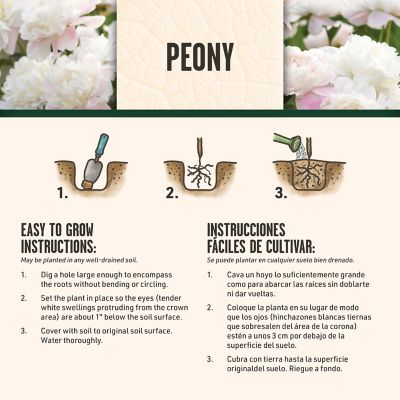 Image showing 5 th DeGroot Pink Peony, 1 pk.