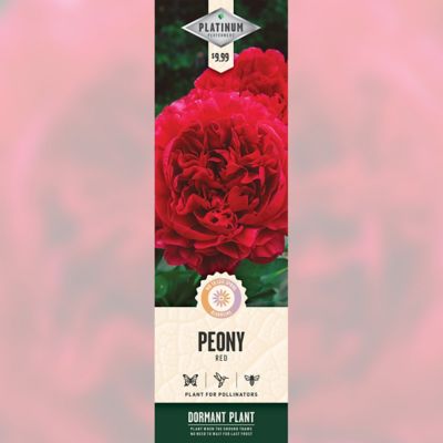DeGroot Red Peony, 1 pk.