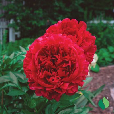 Image showing  Red Peony, 1 pk.