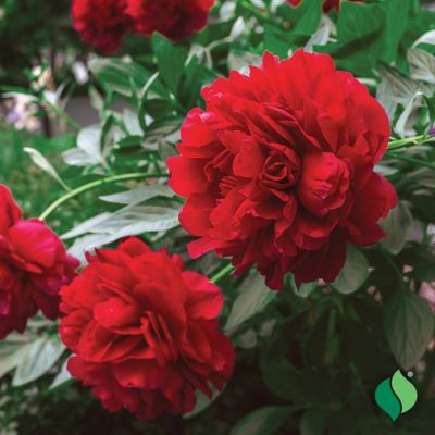 Image showing  Red Peony, 1 pk.