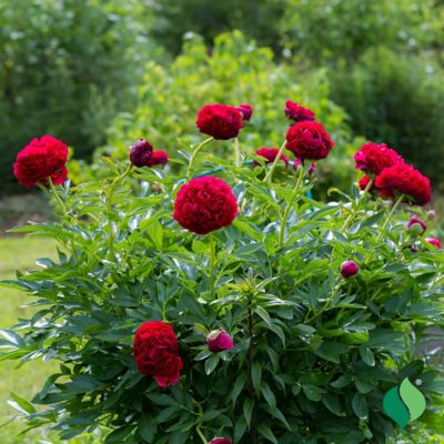 Image showing  Red Peony, 1 pk.