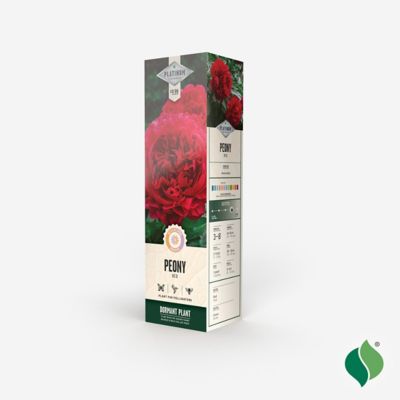 Image showing  Red Peony, 1 pk.