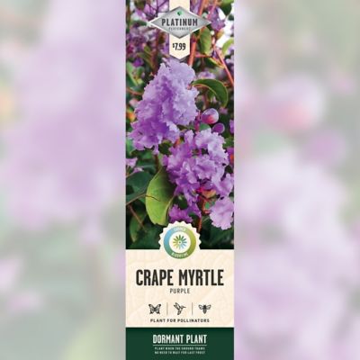 DeGroot Purple Crapemyrtle, 1 pk.