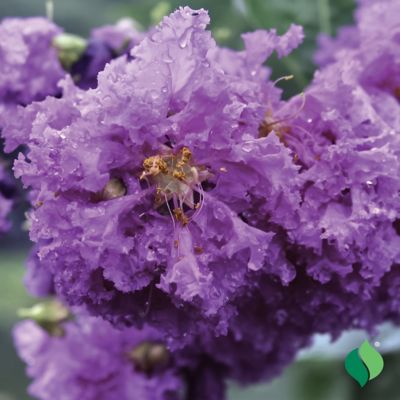Image showing  Purple Crapemyrtle, 1 pk.