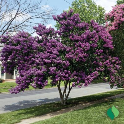 Image showing  Purple Crapemyrtle, 1 pk.
