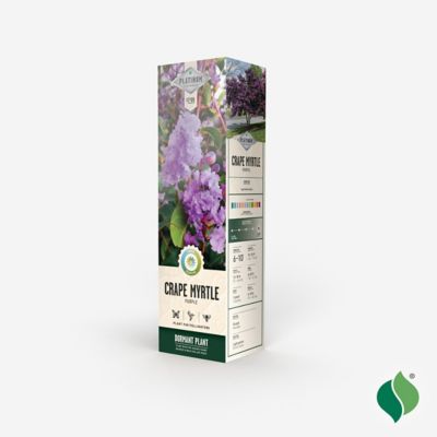 Image showing  Purple Crapemyrtle, 1 pk.