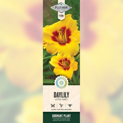 DeGroot Little Cadet Daylily, 1 pk.