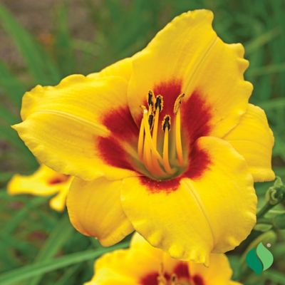 Image showing  Little Cadet Daylily, 1 pk.