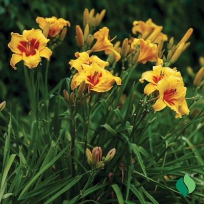 Image showing  Little Cadet Daylily, 1 pk.
