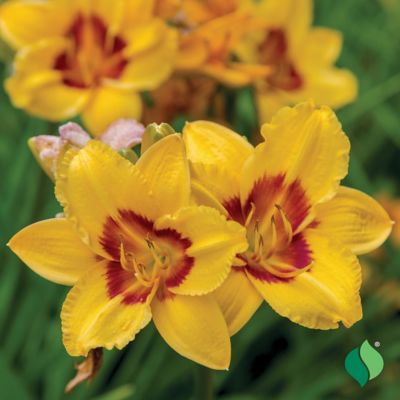 Image showing  Little Cadet Daylily, 1 pk.