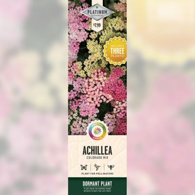 DeGroot Colorado Mix Achillea, 3 pk.