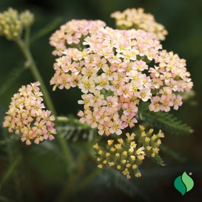 Image showing  Colorado Mix Achillea, 3 pk.