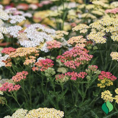 Image showing  Colorado Mix Achillea, 3 pk.