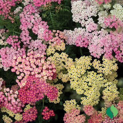 Image showing  Colorado Mix Achillea, 3 pk.