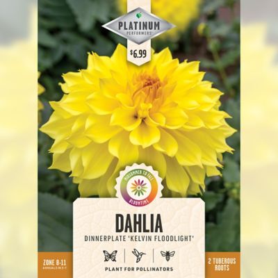 DeGroot Kelvin Floodlight Dahlia, 2 pk.