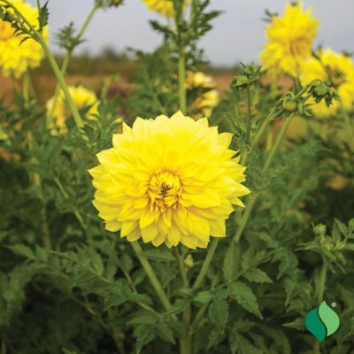 Image showing  Kelvin Floodlight Dahlia, 2 pk.