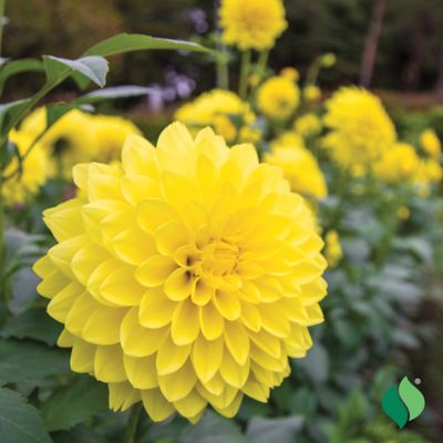 Image showing  Kelvin Floodlight Dahlia, 2 pk.